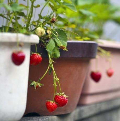 kweek groenten en fruit in potten aardbeien