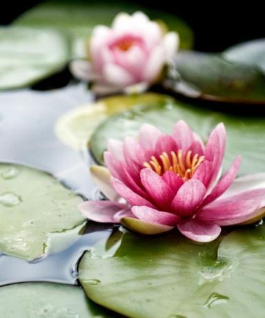 lotusbloemen drijvend in het water