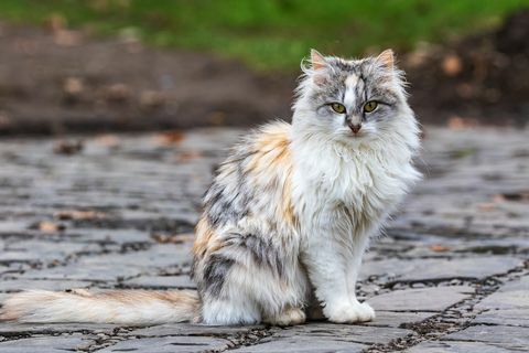 een schattige driekleurige kat zit op een track en kijkt naar de fotograaf binnenlandse kat buitenshuis