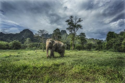 wilde olifant in nationaal park khao sok