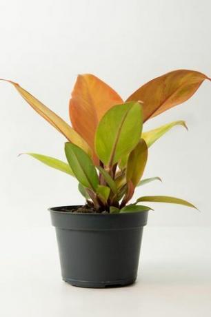 Philodendron 'Prins van Oranje' 