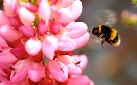 Close-up van Honey Bumblebee On Pink Flower