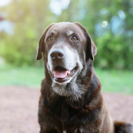 hond verlegen schuldig is een asielhond wachtend opkijkend met eenzame ogen een intense blik buiten in de natuur ochtend zonlicht huisdieren concept