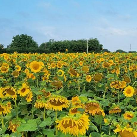 wat te doen in de tuin in juni