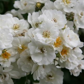 Rose Rambling Rector (wandelaar)