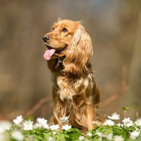 Cocker spaniel