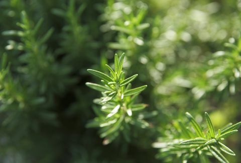 rozemarijn, close-up