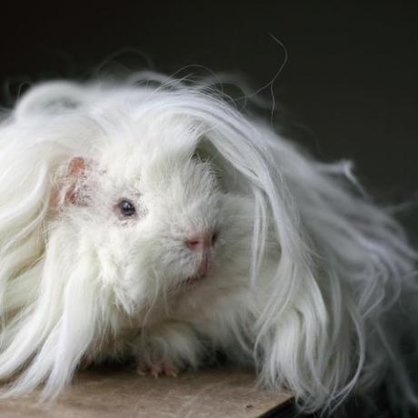 witte langharige lunkarya cavia