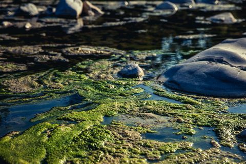 Schadelijke algenbloei in verontreinigd water