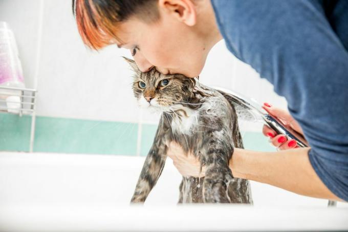 volwassen vrouw die de Siberische kat in badkuip wast, zijn voorkant onder zijn armen optilt en zijn hoofd kust terwijl ze werkt