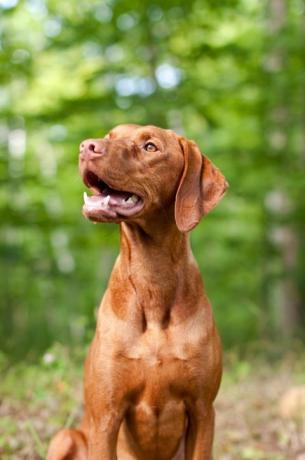 glimlachend vizsla hondenportret