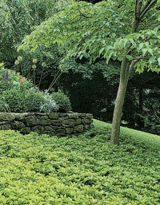 Schaduwrijk gedeelte van de tuin