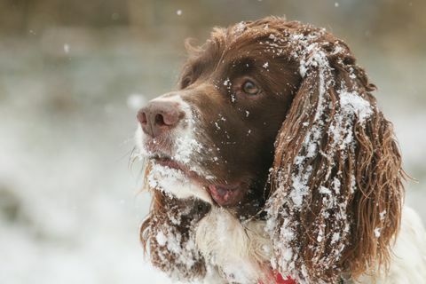 Een schattig hoofdschot van een Engelse Springer Spaniel Dog met sneeuw op zijn oren en gezicht.