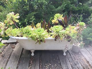 tuinontwerp, een badkuip vol vetplanten