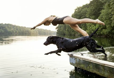 Honden zwemmen