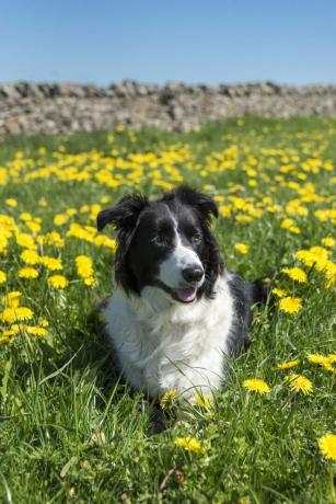 border collie