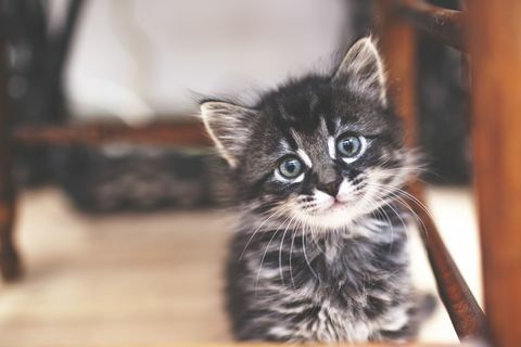 Kleine kitten met grijze strepen en blauwe ogen binnen