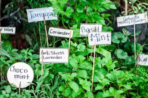 verscheidenheid aan kruiden in de tuin