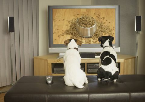 honden tv kijken