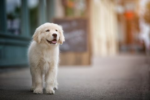 Golden retrieverhond op bestrating