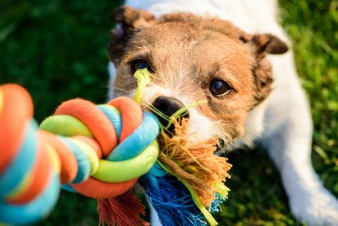 Hond trekt kauwend kleurrijk speelgoed katoenen touw