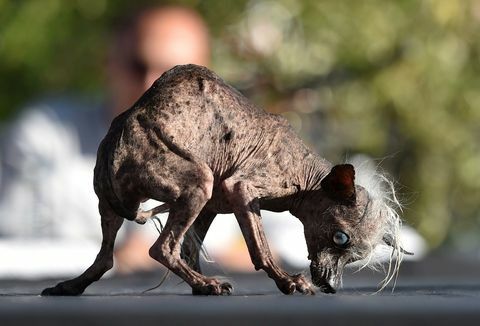 Sweepee Rambo, tweede in 's werelds lelijkste hondenwedstrijd