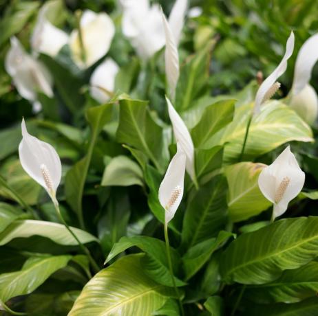 gebied met bloeiende spath bloemen witte vrede lelie spathiphyllum bloemen met lange stampers selectieve aandacht natuurlijke achtergrond