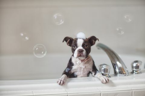 9 top voorjaarsschoonmaak tips voor hondenbezitters