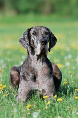 Duitse Dog zittend op gras