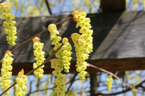 chinese winterhazelaar bloeit in trossen in het voorjaar in st gallen, zwitserland, de wetenschappelijke naam is corylopsis sinensis, inheems in china