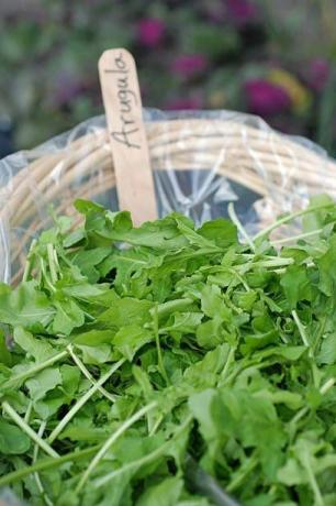 verse rucola te koop op de boerenmarkt