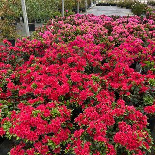 Perfecto Mundo® Red Reblooming Azalea