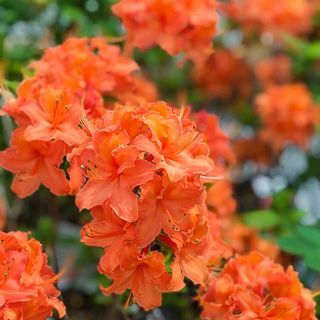 Mandarin Lights Hardy Azalea