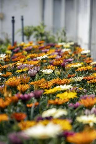 gazania-bloemen groeien in de opkweekkamer
