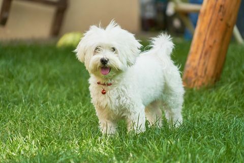 Maltese puppy