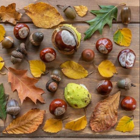 herfstplattegrond met bladeren in herfstkleur, evenals paardenkastanje en verschillende soorten eikels, allemaal verzameld tijdens een herfstwandeling in nederland, neergelegd op een houten tafel