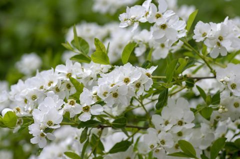 lentebloemen parelmoer