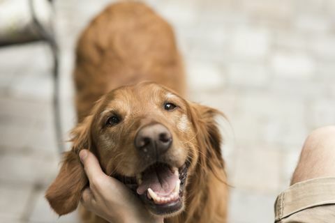 Hond met eigenaar binnenshuis