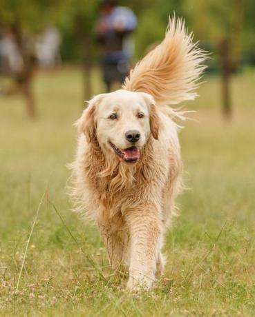 een gelukkig uitziende golden retriever die door het park loopt