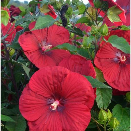 Winterharde Hibiscus 'Vintage Wine' 