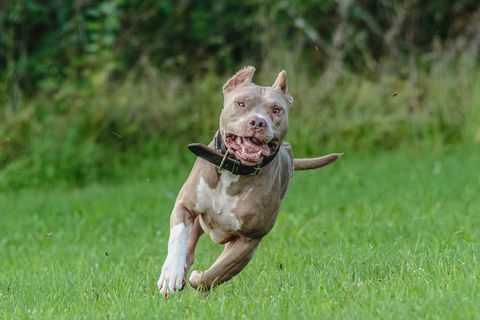 Amerikaanse pitbull die in het veld rent