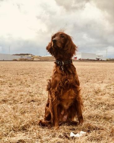 Ierse setter in een veld