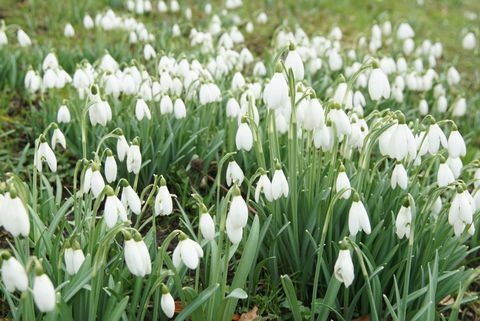 Veel witte sneeuwklokjes op gebied