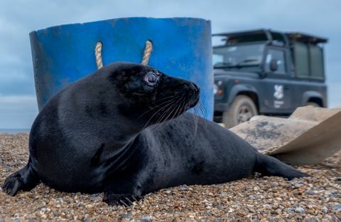 zeldzame zwarte zeehond gevangen in norfolk