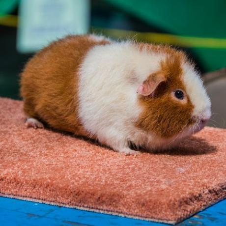 witte en gember teddybeer cavia om 4 uur op de kermis