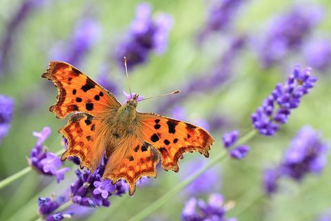 kommavlinder op Engelse lavendel