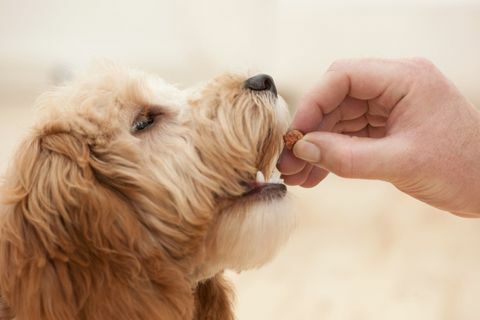 Hond wordt gevoed door eigenaar