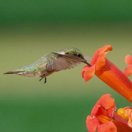 Robijnkeelkolibrie en trompetbloem