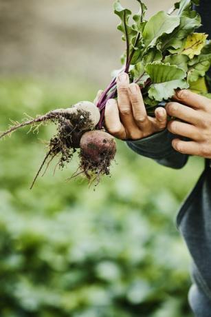 detailweergave van vrouwelijke boerenhanden met vers geoogste biologische bieten