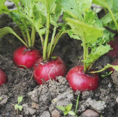 hoge hoekmening van radijs groeit in de tuin